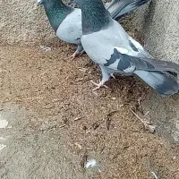 کبوتر سبز پر بازی کن و چرخشی