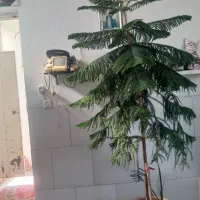 یک درخت کاج