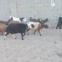 فروش قوچ جوان و بره گوشتی|حیوانات مزرعه|شادگان, |دیوار