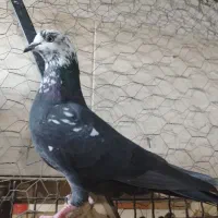 کبوتر هندی|پرنده|بوشهر, |دیوار