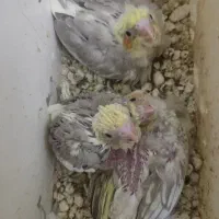 عروس هلندی