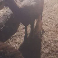 میش‌وبره‌تا‌زه‌زا
