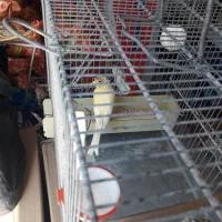 قناری ماده|پرنده|اهواز, پردیس|دیوار