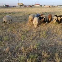 تعداد 40 بره نر بفروش میرسد