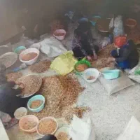 کارگر خانم برای چیدن مغز بادام