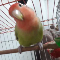 یک جفت طوطی برزیلی مولد