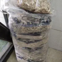 خوکچه هندی|موش و خرگوش|آبیک, |دیوار