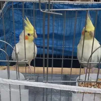 جفت عروس هلندی لوتینو|پرنده|شیراز, نصر|دیوار