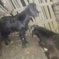 گوسفند فروشی منوجان|حیوانات مزرعه|منوجان, |دیوار