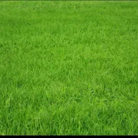 فروش زمین کشاورزی در میوا