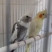 عروس هلندی مولد  سرحال|پرنده|زابل, |دیوار