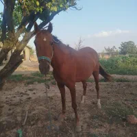 مادیان شکم 8ماهه پره