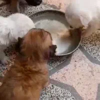 نرماده شیتزو