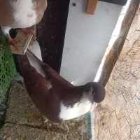 کفتر|پرنده|مشهد, حسابی جنوبی (شهرک غرب)|دیوار