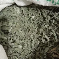 پونه خشک