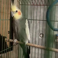 عروس هلندی|پرنده|سمنان, |دیوار