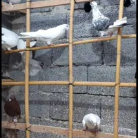 کبوتر پرشی|پرنده|رشت, بیجارپس|دیوار