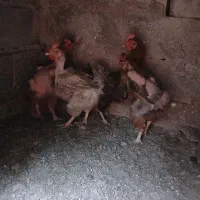 مرغ محلی و خروس گلین سیاه