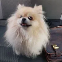 جفت گیری پامر نر اصیل