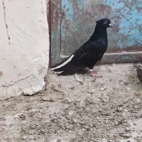 زاغ دم دم سفید .خال سرخ .جوجه ساده کاکلی.جوانهطوقی