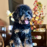 سگ پا کوتاه|سگ|تهران, شهرک چیتگر|دیوار