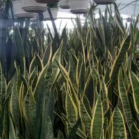 گل به قیمت عمده توضیحات حتما بخونید|گل و گیاه طبیعی|قم, انصارالحسین|دیوار