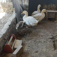 اردک تخم گذار