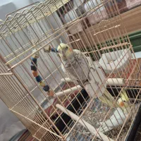 یک جفت عروس هلندی|پرنده|اسلام‌‌آباد غرب, |دیوار