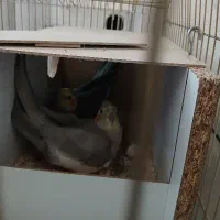 جفت کارداده عروس هلندی|پرنده|تهران, مسعودیه|دیوار