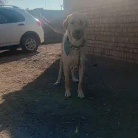 سگ ماده پژدر گمشده|حیوانات|بوئین زهرا, |دیوار