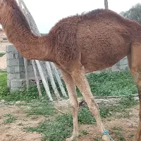 شتر ذاتی  آبستن حلیم