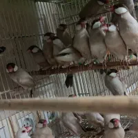 فنچ نرگسی