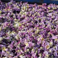 گل ختمی رزماری