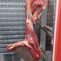 گوشت گوسفندی چاق خرید با کالا برگ