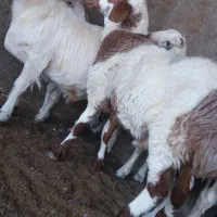 بره نر درجه1|حیوانات مزرعه|گرمسار, |دیوار