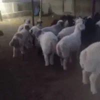 فروش 65راس بره نر درجه یک جفت 110کیلو