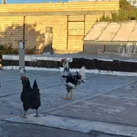 یک عدد خروس جوان