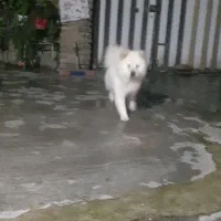 نژاد چاوچاو.  سگ چینی