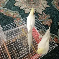 عروس هلندی 6 تخم با ارسال هزینه نصف نصف