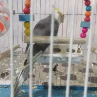 عروس هلندی و قفس|پرنده|سلماس, |دیوار