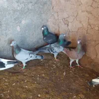 کفتر فروشی|پرنده|سده (خراسان جنوبی), |دیوار