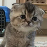 گربه اسکاتیش گلدنبلک ماده