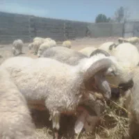 گوسفند نر
