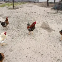 خروس محلی|حیوانات مزرعه|محمدیه-قزوین, |دیوار