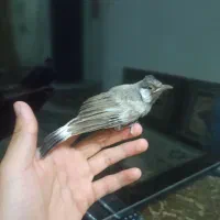 پرنده|پرنده|شیراز, اصلاح‌نژاد|دیوار