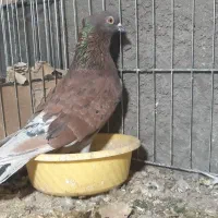 یه جفت نروماده پرشی