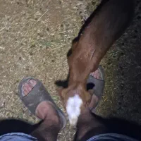 بزغاله شیری