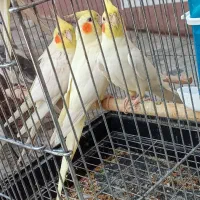 عروس هلندی دوجفتی 2500