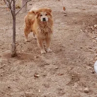 سگ چاوچاو|سگ|اصفهان, امیرعرب|دیوار