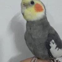 عروس هلندی سخنگوودوتا عروس ماده با قفس